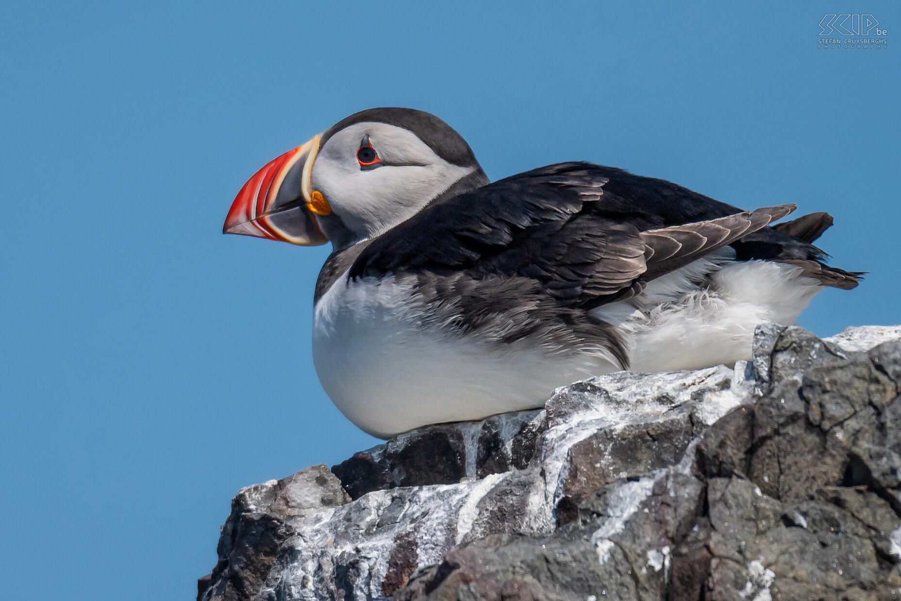 Farne Islands - Puffin The most beautiful and cutest bird that breeds on Farne Island is undoubtedly the puffin. It is estimated that more than 35,000 pairs of puffins bread on these islands each year. Stefan Cruysberghs